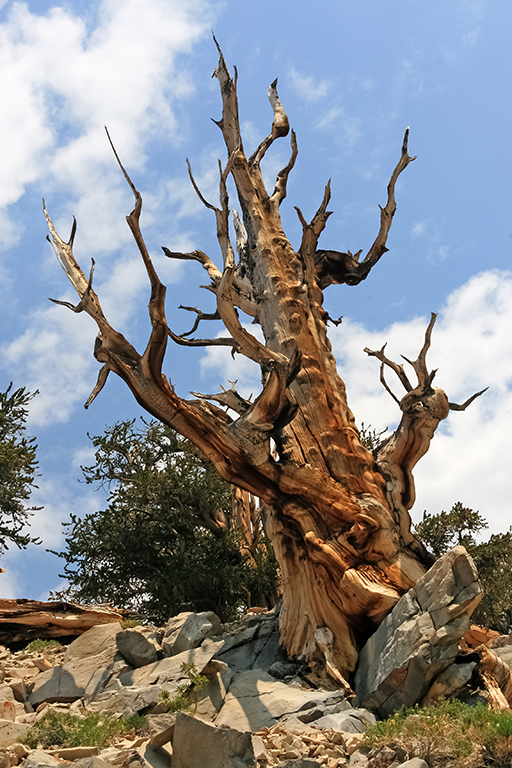 07-10 - 09.JPG - Ancient Bristecone Pine National Monument, CA